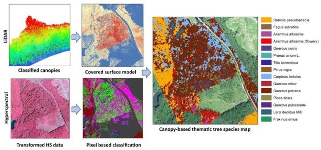 Schema restoring ecological diversity of forests